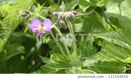 高根軍內風樓花 111554058