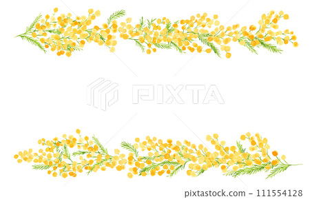Watercolor. Mimosa vector illustration with watercolor touch. Mimosa spring illustration. Simple background set of plants. 111554128