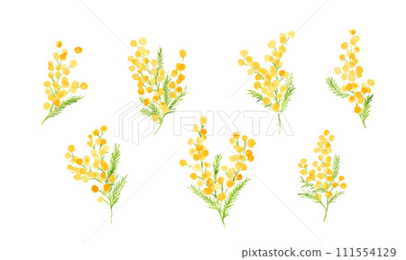 Watercolor. Mimosa vector illustration with watercolor touch. Mimosa spring illustration. Simple background set of plants. 111554129
