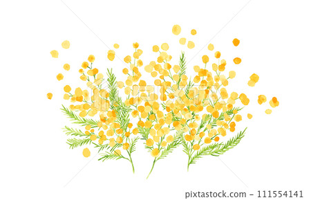 Watercolor. Mimosa vector illustration with watercolor touch. Mimosa spring illustration. Simple background set of plants. 111554141