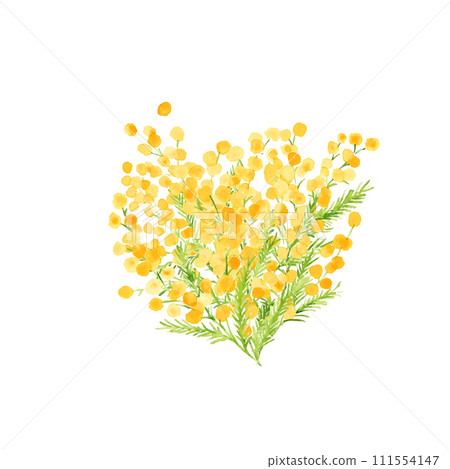 Watercolor. Mimosa vector illustration with watercolor touch. Mimosa spring illustration. Simple background set of plants. Watercolor. Mimosa vector illustration with watercolor touch. Mimosa spring illustration. Simple background set of plants. 111554147