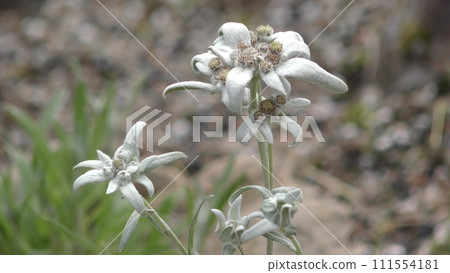 細葉瑙蘇雪莊花 細葉瑙蘇雪莊花 111554181