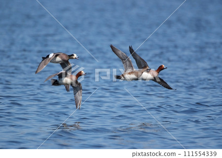 Wigeons talk while flying Wigeons talk while flying 111554339
