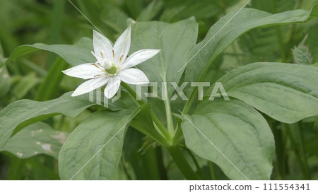 Paris japonica flower Paris japonica flower 111554341