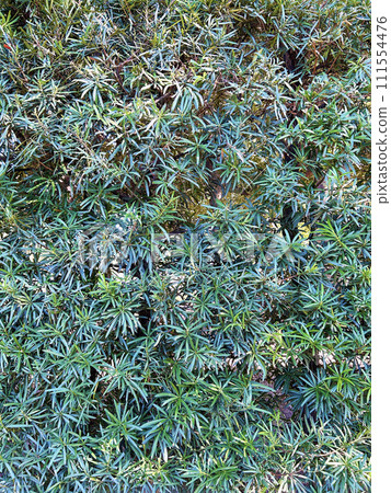 dogmaki leaf hedge dogmaki leaf hedge 111554476