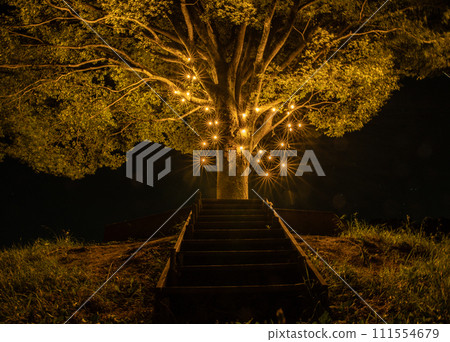 Lighted up tree 111554679