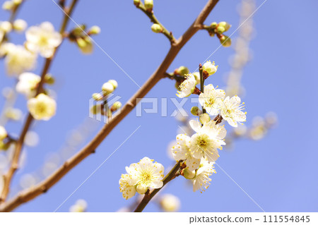 white plum blossom white plum blossom 111554845