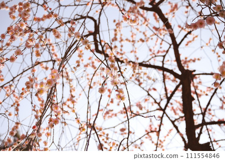 Weeping plum tree seen from directly below 111554846