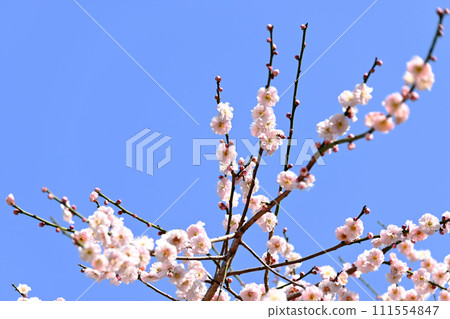 藍藍的天空中閃耀的粉紅色李子 111554847