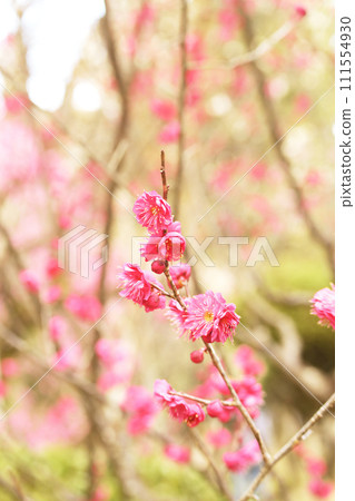 紅梅花在春天的陽光下綻放 紅梅花在春天的陽光下綻放 111554930