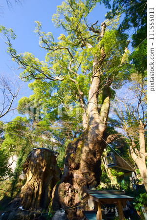 神宮神社大樟樹 神宮神社大樟樹 111555011