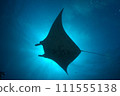 Manta ray has become Shuriet of sunlight. 111555138