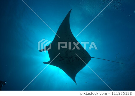 蝠鱝已成為陽光中的 Shuriet。 蝠鱝已成為陽光中的 Shuriet。 111555138