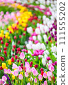 鬱金香 111555202