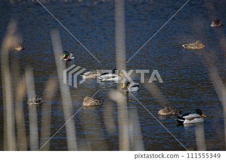 Kamoike in true spring 111555349
