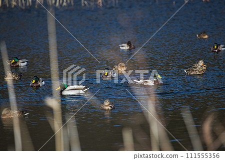 Kamoike in true spring 111555356