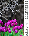 開花在冬天的冰鬱金香 111555361