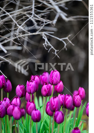 開花在冬天的冰鬱金香 開花在冬天的冰鬱金香 111555361
