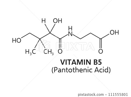 Vitamin b5, or pantothenic acid chemical formula structure comprising a pantoic acid moiety linked to a beta-alanine group. Vector scheme of element that plays a crucial role in energy metabolism Vitamin b5, or pantothenic acid chemical formula structure comprising a pantoic acid moiety linked to a beta-alanine group. Vector scheme of element that plays a crucial role in energy metabolism 111555801