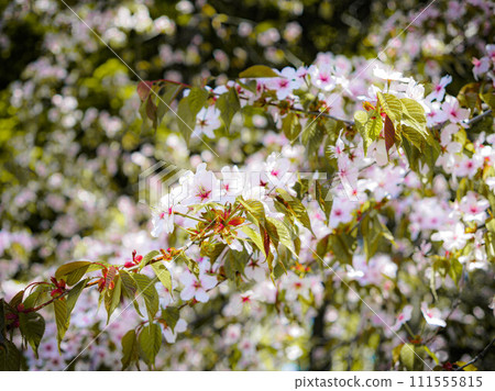 Yoshino cherry tree with bells 111555815