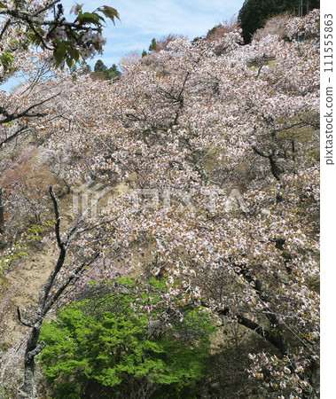 櫻花,奈良縣吉野山 櫻花,奈良縣吉野山 111555863
