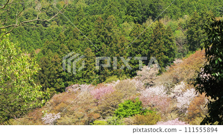櫻花,奈良縣吉野山 櫻花,奈良縣吉野山 111555894