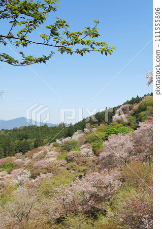 Cherry blossoms, Mt. Yoshino, Nara Prefecture Cherry blossoms, Mt. Yoshino, Nara Prefecture 111555896