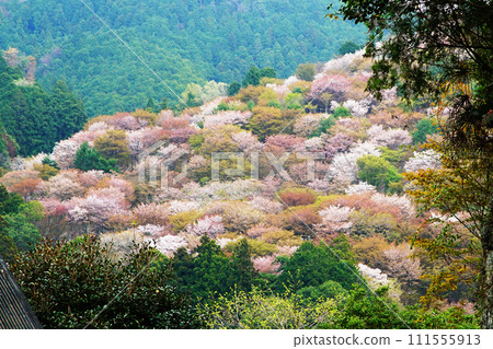 Cherry blossoms, Mt. Yoshino, Nara Prefecture Cherry blossoms, Mt. Yoshino, Nara Prefecture 111555913