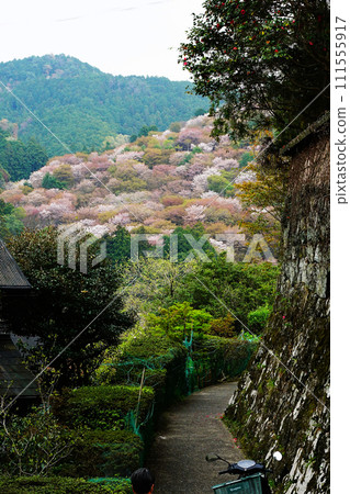 Cherry blossoms, Mt. Yoshino, Nara Prefecture 111555917