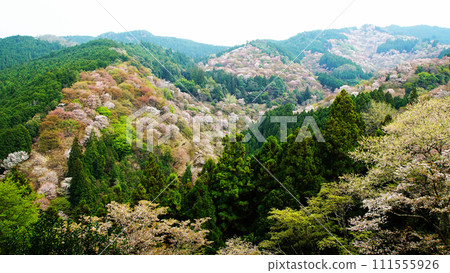 櫻花,奈良縣吉野山 櫻花,奈良縣吉野山 111555926