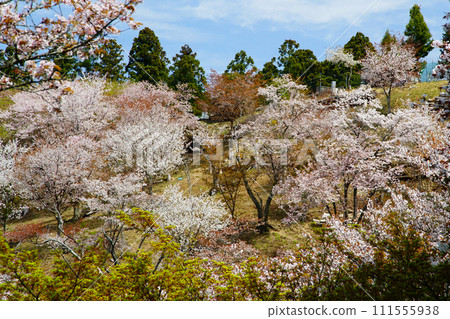 Cherry blossoms, Mt. Yoshino, Nara Prefecture Cherry blossoms, Mt. Yoshino, Nara Prefecture 111555938