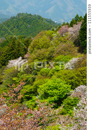 Cherry blossoms, Mt. Yoshino, Nara Prefecture Cherry blossoms, Mt. Yoshino, Nara Prefecture 111555939
