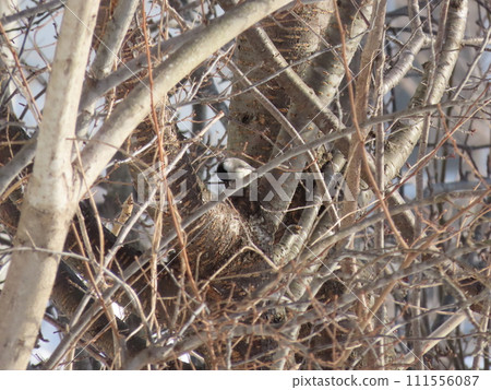 Hashibetogara perching on a tree branch 111556087