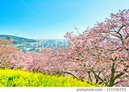 從西平畑公園的山上看神奈川縣、松田市區和相模灣、油菜花和櫻花 從西平畑公園的山上看神奈川縣、松田市區和相模灣、油菜花和櫻花 111556355