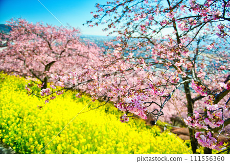 從西平畑公園的山上看神奈川縣、松田市區和相模灣、油菜花和櫻花 從西平畑公園的山上看神奈川縣、松田市區和相模灣、油菜花和櫻花 111556360