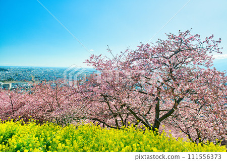 Kanagawa Prefecture, Matsuda city area and Sagami Bay seen from the hill of Nishihirahata Park, rape blossoms and cherry blossoms 111556373