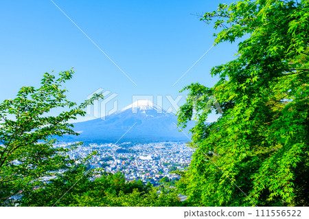 Fresh greenery and Mt. Fuji (Arakurayama Sengen Park) Fresh greenery and Mt. Fuji (Arakurayama Sengen Park) 111556522