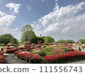 初夏的公園，杜鵑花盛開 111556743