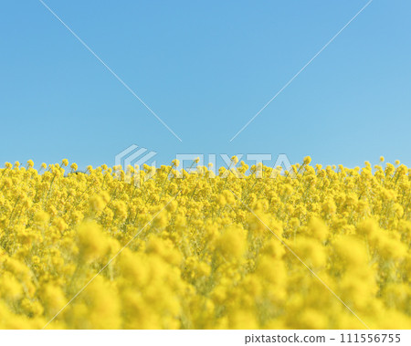 A field of rape blossoms blooming against the blue sky 111556755
