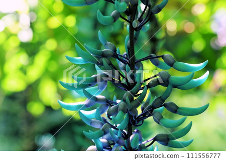 明亮的玉色玉藤 明亮的玉色玉藤 111556777