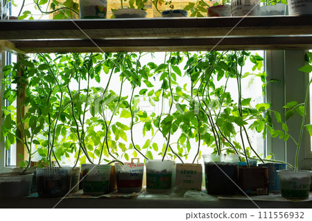 Tomato plants seedlings a lot on window sill on sunny spring day. Organic farming agriculture, eco friendly environment, sustainability. Growing organic vegetables, lifestyle. Moscow, Russia 5.09.23 Tomato plants seedlings a lot on window sill on sunny spring day. Organic farming agriculture, eco friendly environment, sustainability. Growing organic vegetables, lifestyle. Moscow, Russia 5.09.23 111556932