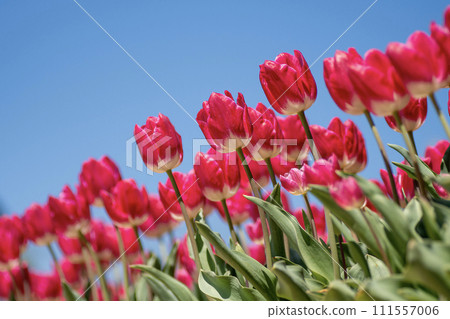 紅色鬱金香和藍天 111557006