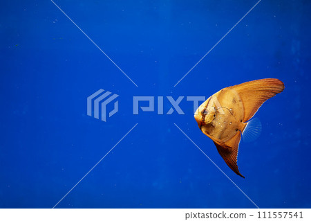 Orbic fish 111557541