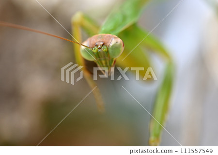 A green praying mantis living on a cucumber shelf A green praying mantis living on a cucumber shelf 111557549