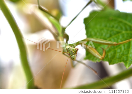 A green praying mantis living on a cucumber shelf A green praying mantis living on a cucumber shelf 111557553