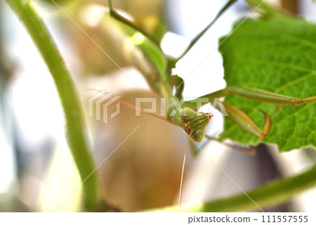 生活在黃瓜架上的綠色螳螂 111557555