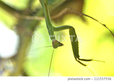 生活在黃瓜架上的綠色螳螂 111557556