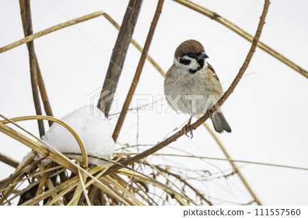 可愛的麻雀在雪地裡尋找食物 111557560