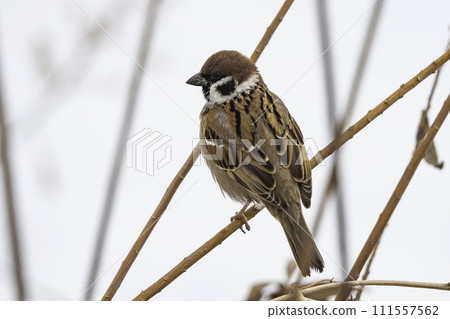 可愛的麻雀在雪地裡尋找食物 111557562