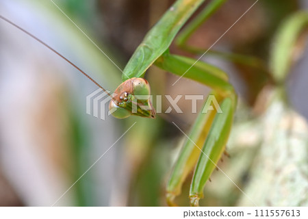 A green praying mantis living on a cucumber shelf 111557613